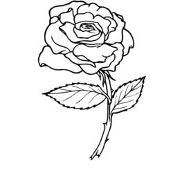 Раскраска: розы (природа) #161864 - Бесплатные раскраски для печати