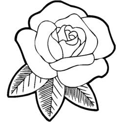 Раскраска: розы (природа) #161871 - Бесплатные раскраски для печати