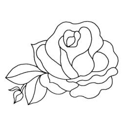 Раскраска: розы (природа) #161872 - Бесплатные раскраски для печати