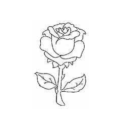 Раскраска: розы (природа) #161907 - Бесплатные раскраски для печати