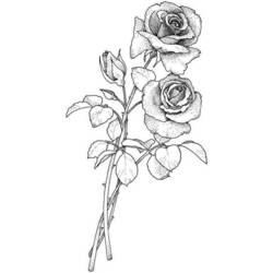 Раскраска: розы (природа) #161948 - Бесплатные раскраски для печати