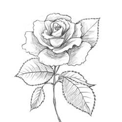 Раскраска: розы (природа) #161955 - Бесплатные раскраски для печати