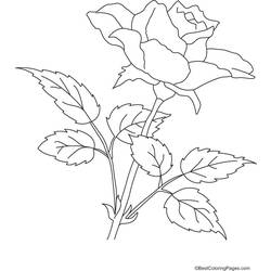 Раскраска: розы (природа) #161964 - Бесплатные раскраски для печати