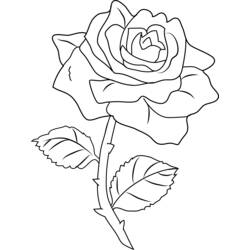 Раскраска: розы (природа) #161971 - Бесплатные раскраски для печати