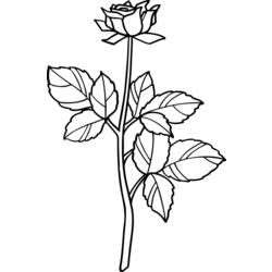 Раскраска: розы (природа) #161973 - Бесплатные раскраски для печати