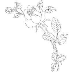 Раскраска: розы (природа) #161974 - Бесплатные раскраски для печати
