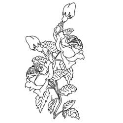 Раскраска: розы (природа) #162066 - Бесплатные раскраски для печати