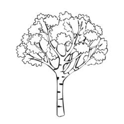 Раскраска: дерево (природа) #154671 - Бесплатные раскраски для печати