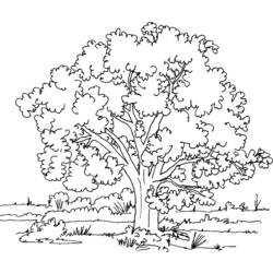 Раскраска: дерево (природа) #154714 - Бесплатные раскраски для печати