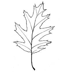 Раскраска: дерево (природа) #154919 - Бесплатные раскраски для печати