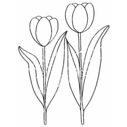 Раскраска: тюльпан (природа) #161614 - Бесплатные раскраски для печати