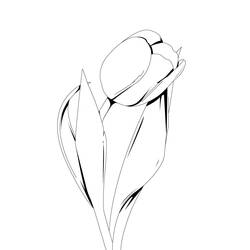 Раскраска: тюльпан (природа) #161615 - Бесплатные раскраски для печати