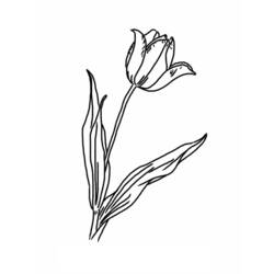 Раскраска: тюльпан (природа) #161641 - Бесплатные раскраски для печати
