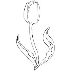 Раскраска: тюльпан (природа) #161651 - Бесплатные раскраски для печати