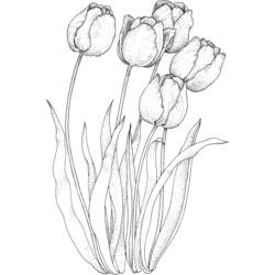 Раскраска: тюльпан (природа) #161658 - Бесплатные раскраски для печати