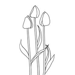 Раскраска: тюльпан (природа) #161667 - Бесплатные раскраски для печати