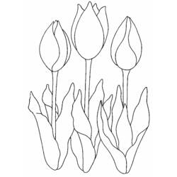 Раскраска: тюльпан (природа) #161674 - Бесплатные раскраски для печати