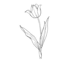 Раскраска: тюльпан (природа) #161678 - Бесплатные раскраски для печати