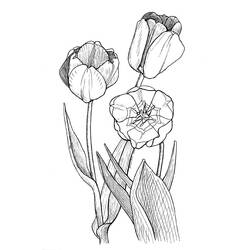 Раскраска: тюльпан (природа) #161692 - Бесплатные раскраски для печати