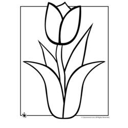 Раскраска: тюльпан (природа) #161699 - Бесплатные раскраски для печати