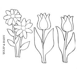 Раскраска: тюльпан (природа) #161704 - Бесплатные раскраски для печати