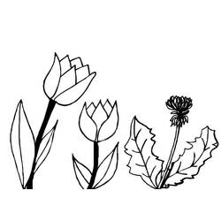 Раскраска: тюльпан (природа) #161713 - Бесплатные раскраски для печати