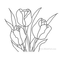 Раскраска: тюльпан (природа) #161768 - Бесплатные раскраски для печати