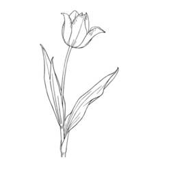 Раскраска: тюльпан (природа) #161787 - Бесплатные раскраски для печати