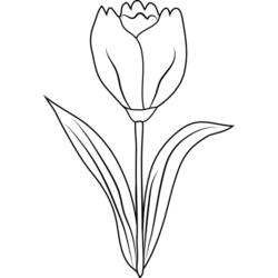 Раскраска: тюльпан (природа) #161793 - Бесплатные раскраски для печати