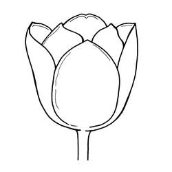 Раскраска: тюльпан (природа) #161799 - Бесплатные раскраски для печати