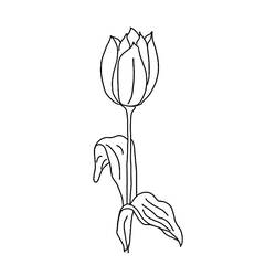 Раскраска: тюльпан (природа) #161801 - Бесплатные раскраски для печати